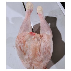 COSCIOTTO POLLO SV IT